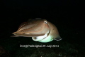   Cuttlefish jetty padang bai  